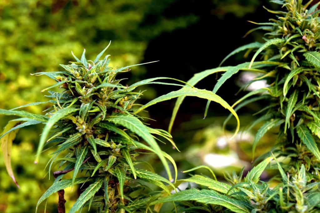 CBD MCT Oil