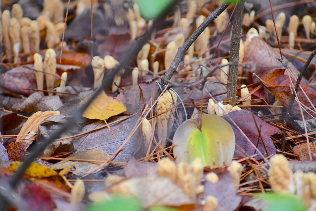 Wild Cordyceps Mushrooms