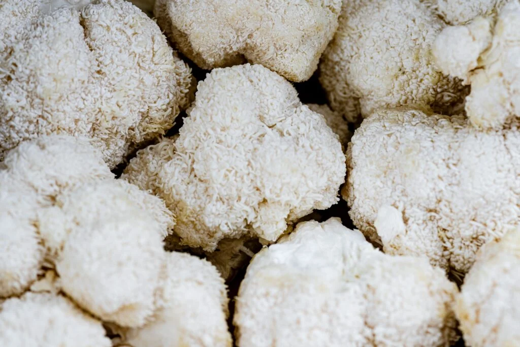 Bundle of Lion's Mane Mushrooms