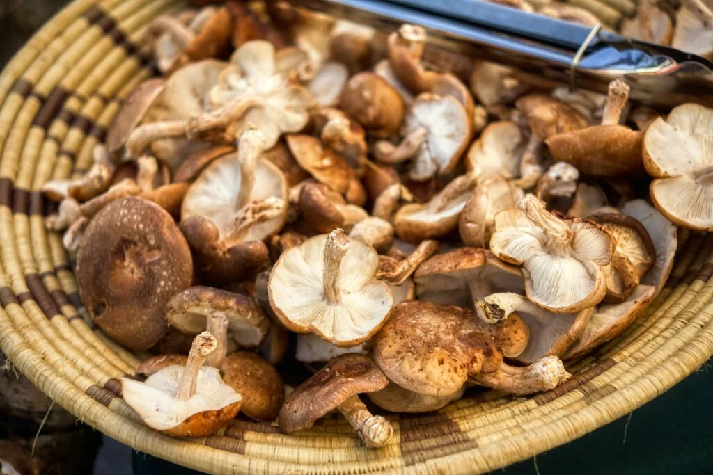 Basket of Shiitake Mushrooms