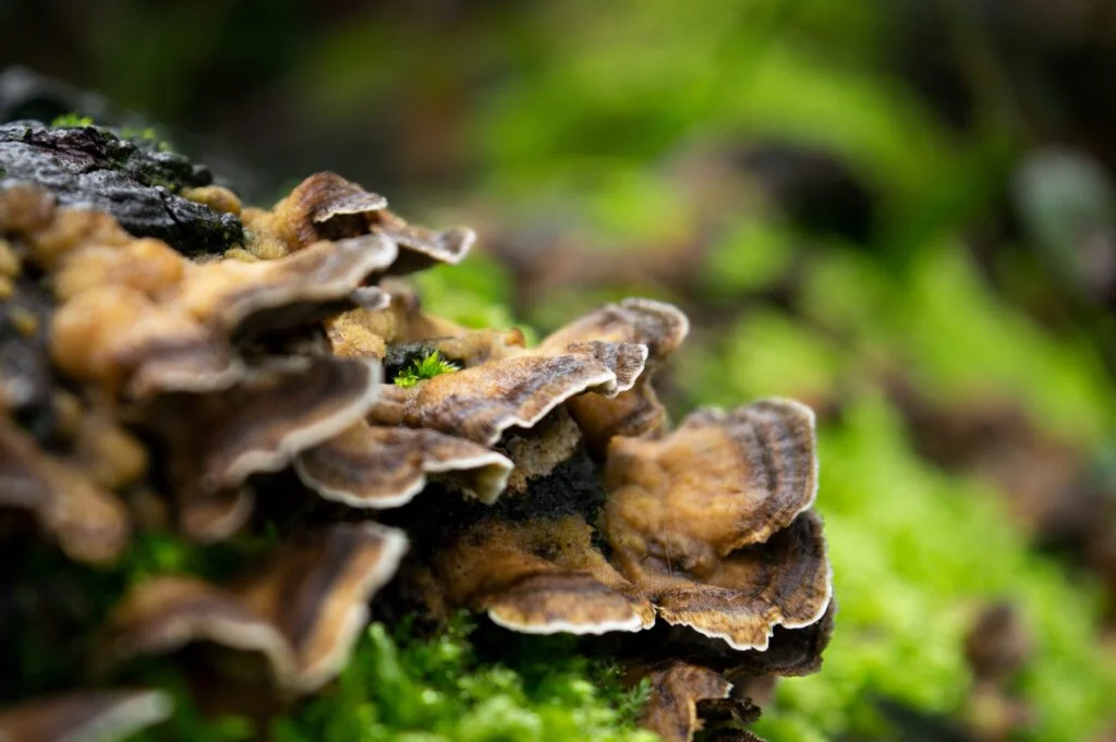 Wild Turkey Tail Mushrooms